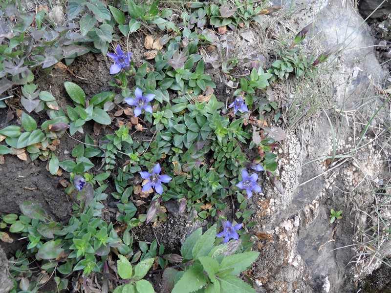 Image of Gentiana lagodechiana specimen.