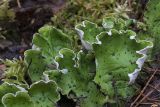 Peltigera aphthosa