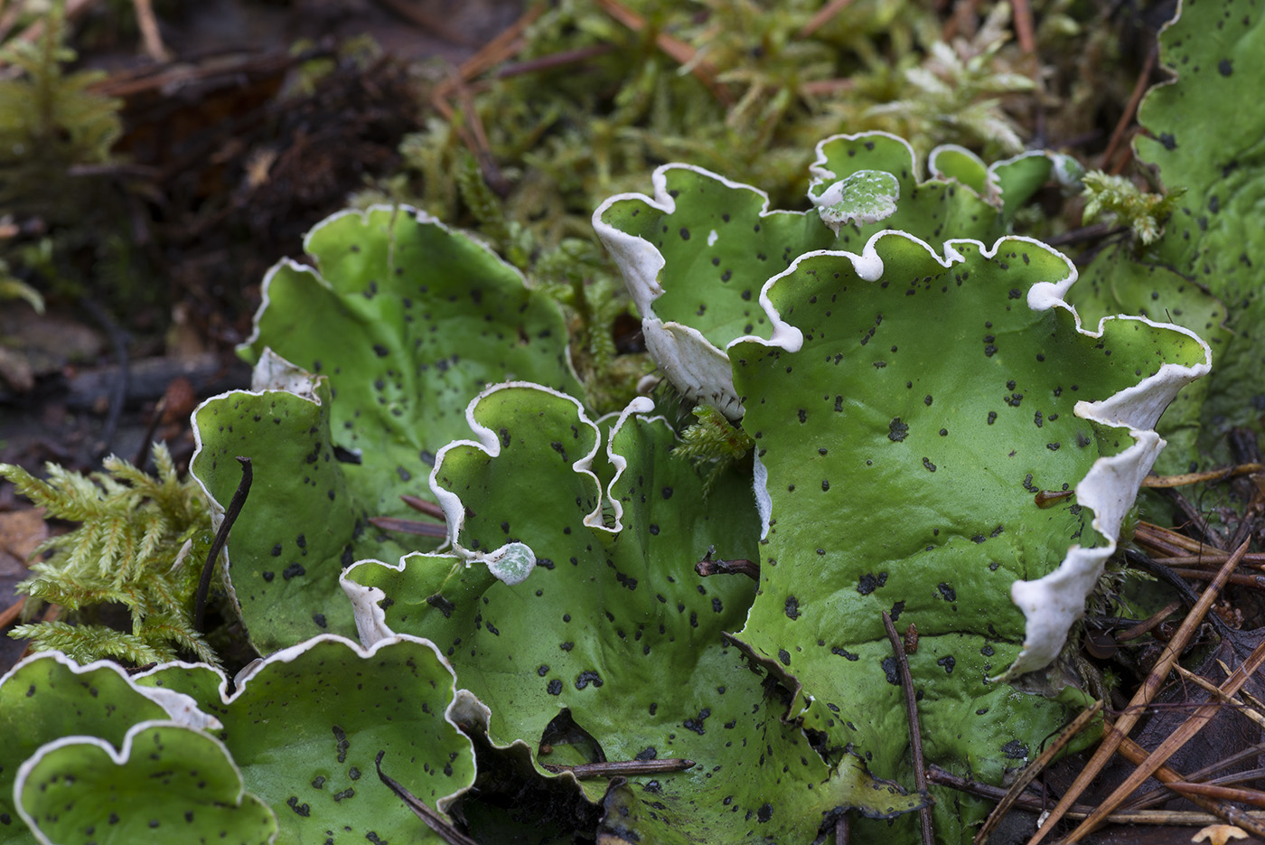 Изображение особи Peltigera aphthosa.