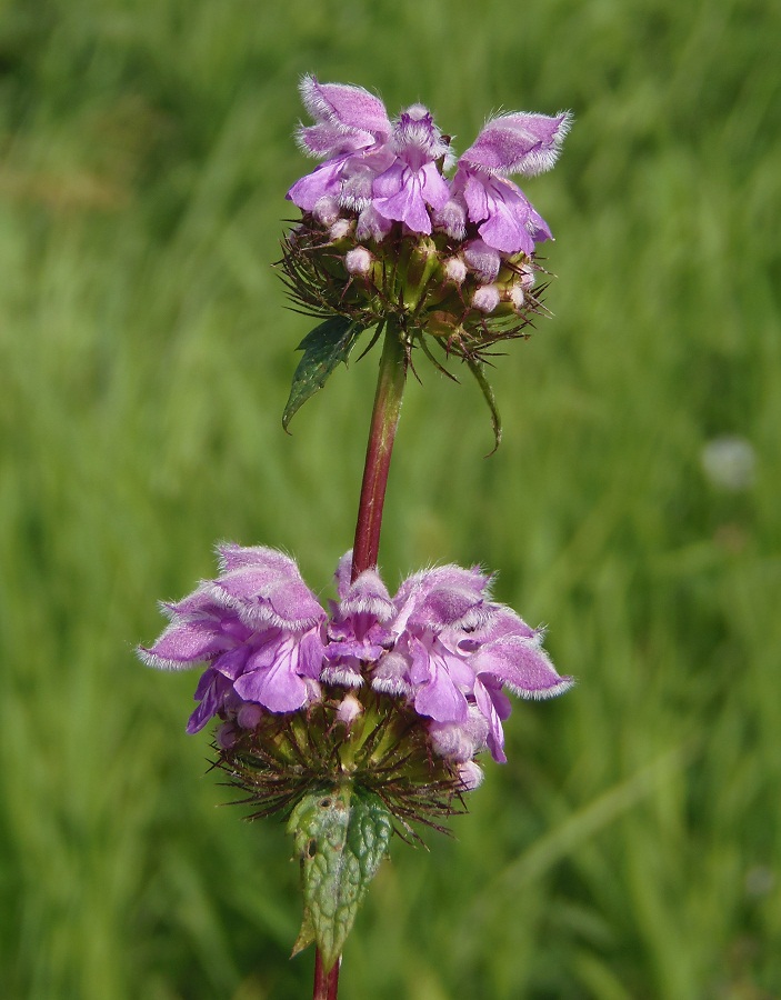 Image of Phlomoides tuberosa specimen.