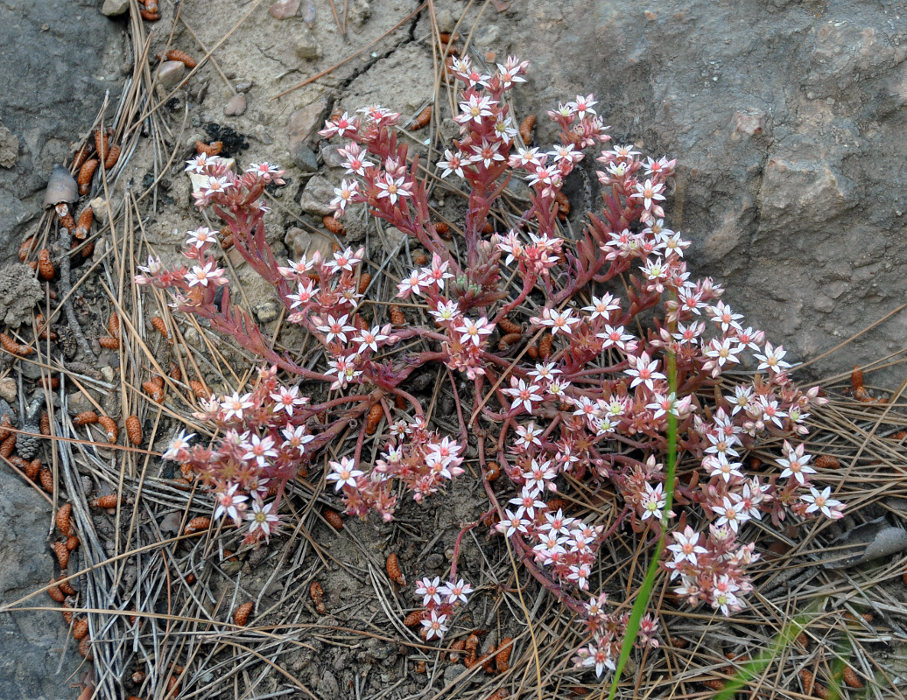 Image of Sedum hispanicum specimen.