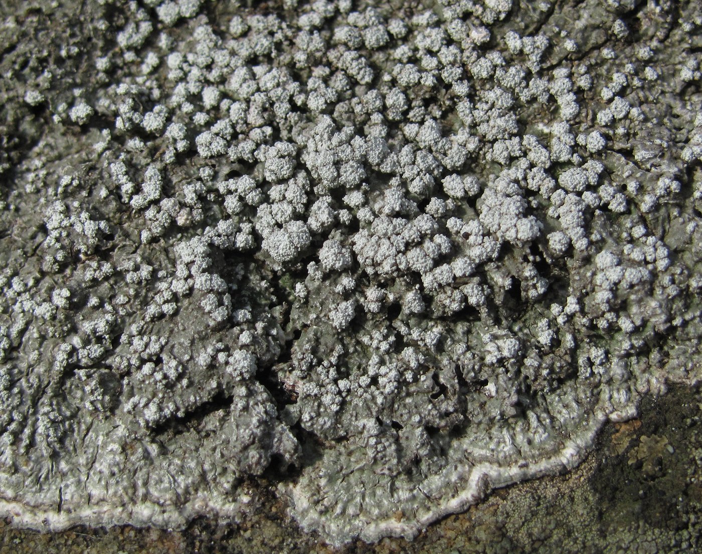 Image of genus Pertusaria specimen.