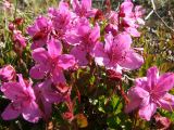 Rhododendron camtschaticum. Верхушки цветущих растений. Магаданская обл., Ольский р-н, Ольское побережье, приморский склон в окр. мыса Нюкля. 09.07.2016.