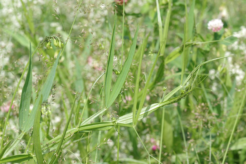 Image of Lathyrus sylvestris specimen.