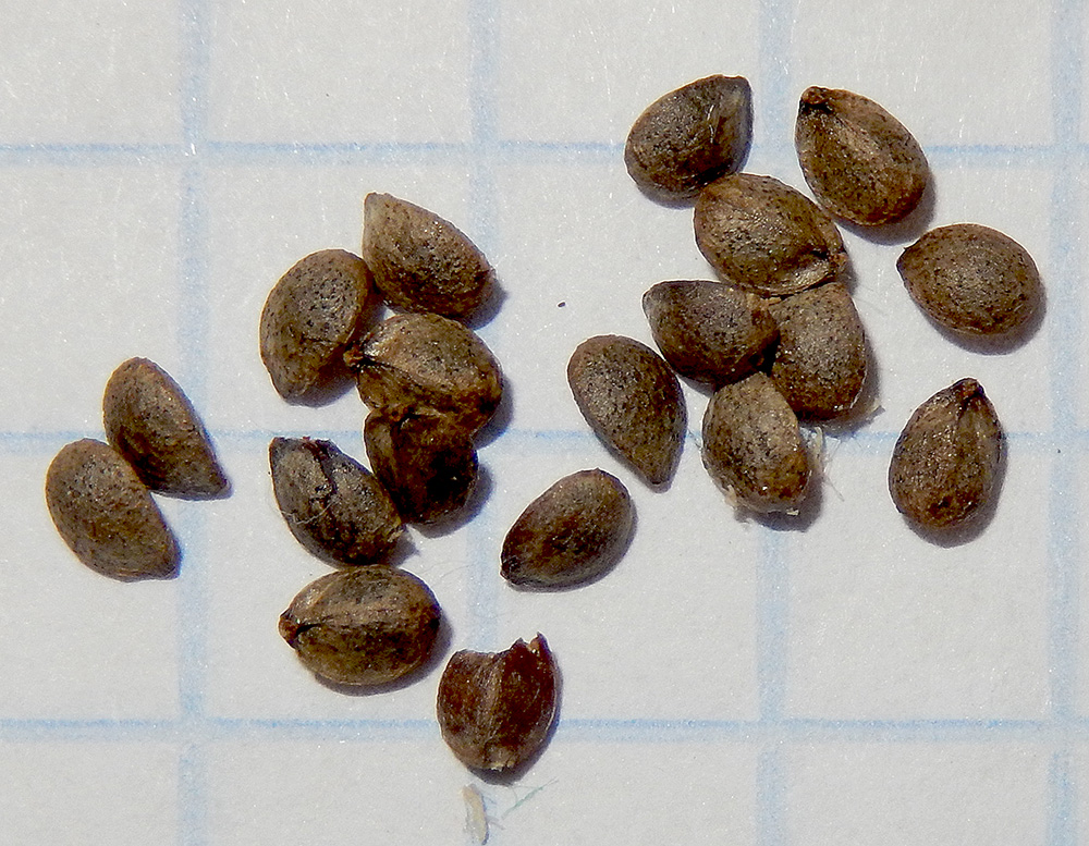 Изображение особи Stachys cretica.