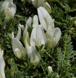 Astragalus angustifolius