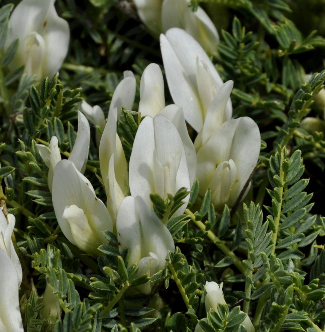 Image of Astragalus angustifolius specimen.