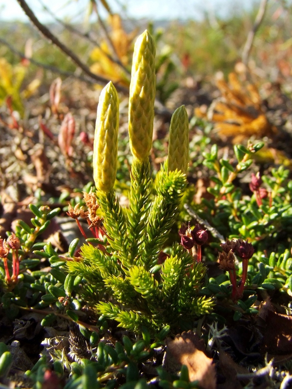 Image of Lycopodium juniperoideum specimen.