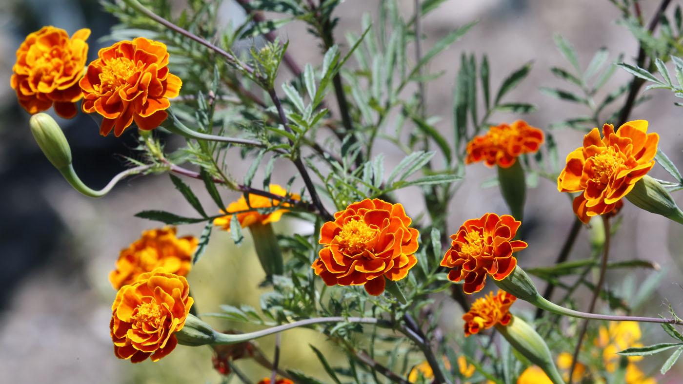 Image of Tagetes patula specimen.