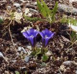 Gentiana grandiflora