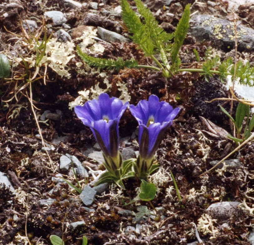 Изображение особи Gentiana grandiflora.