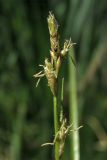 Carex remota