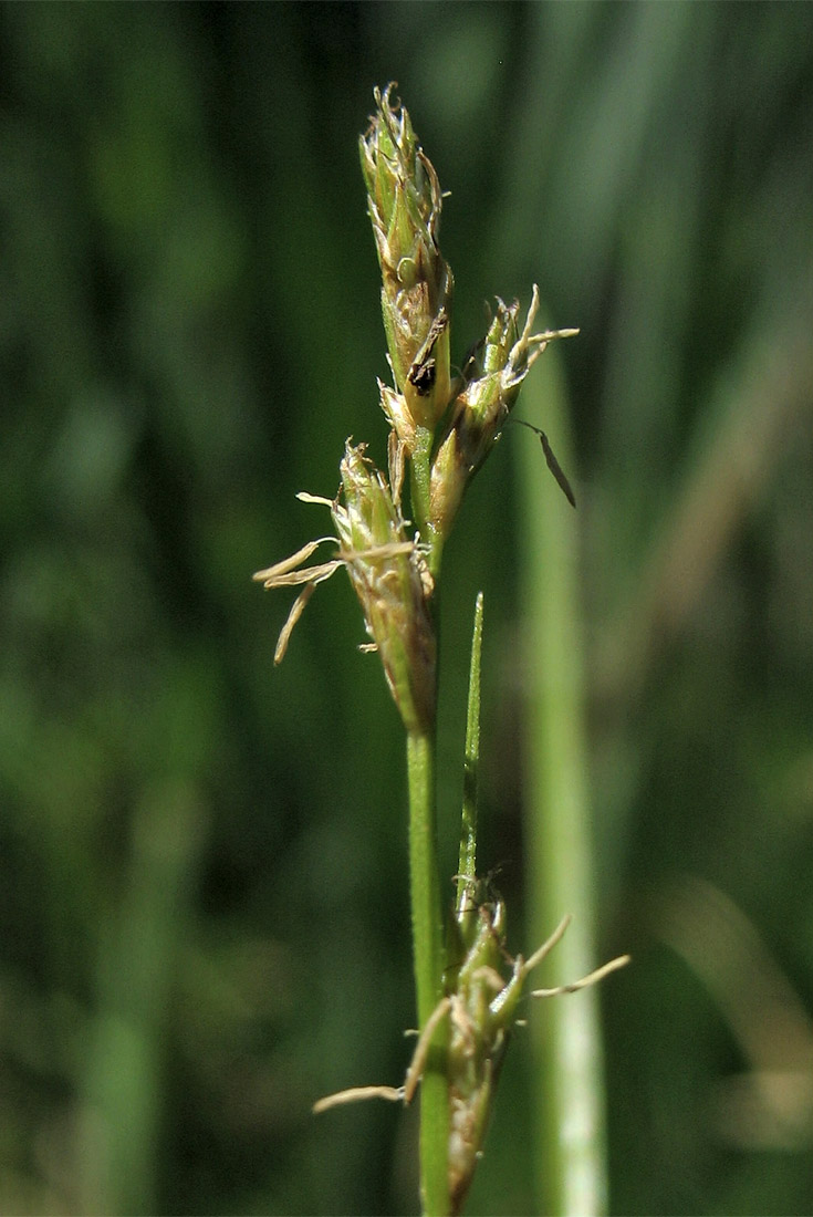 Изображение особи Carex remota.