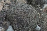 genus Acantholimon