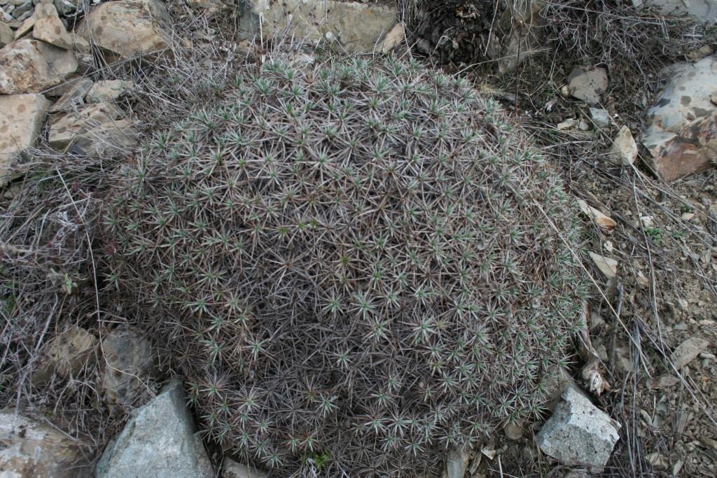 Image of genus Acantholimon specimen.