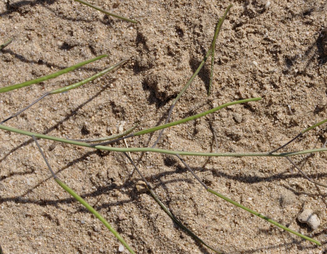 Image of Brassica tournefortii specimen.
