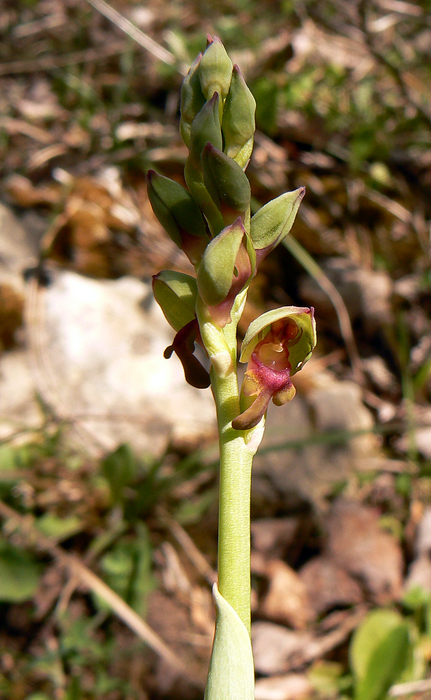 Image of Steveniella satyrioides specimen.
