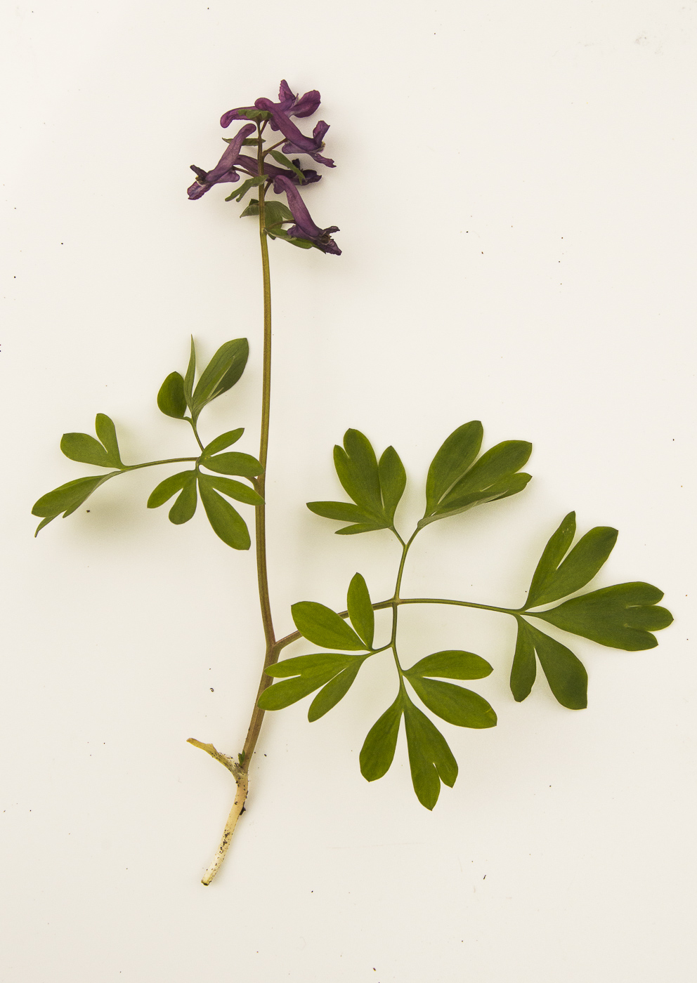 Image of Corydalis solida specimen.