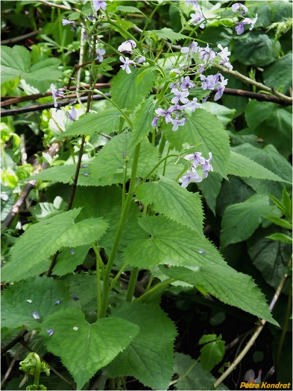 Image of Lunaria rediviva specimen.