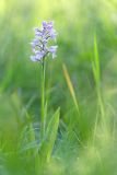 Orchis militaris