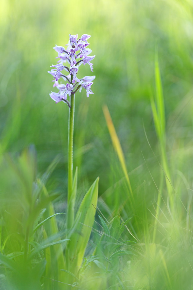 Изображение особи Orchis militaris.