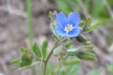 Veronica triphyllos