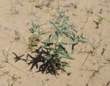 Echinops acantholepis