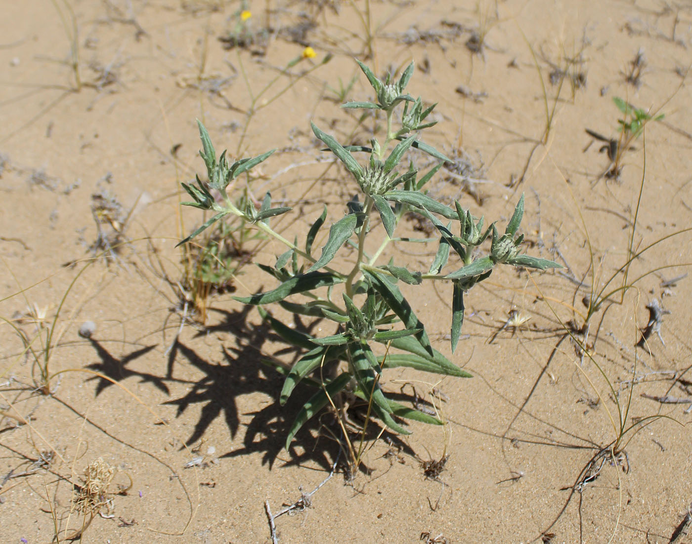 Image of Echinops acantholepis specimen.