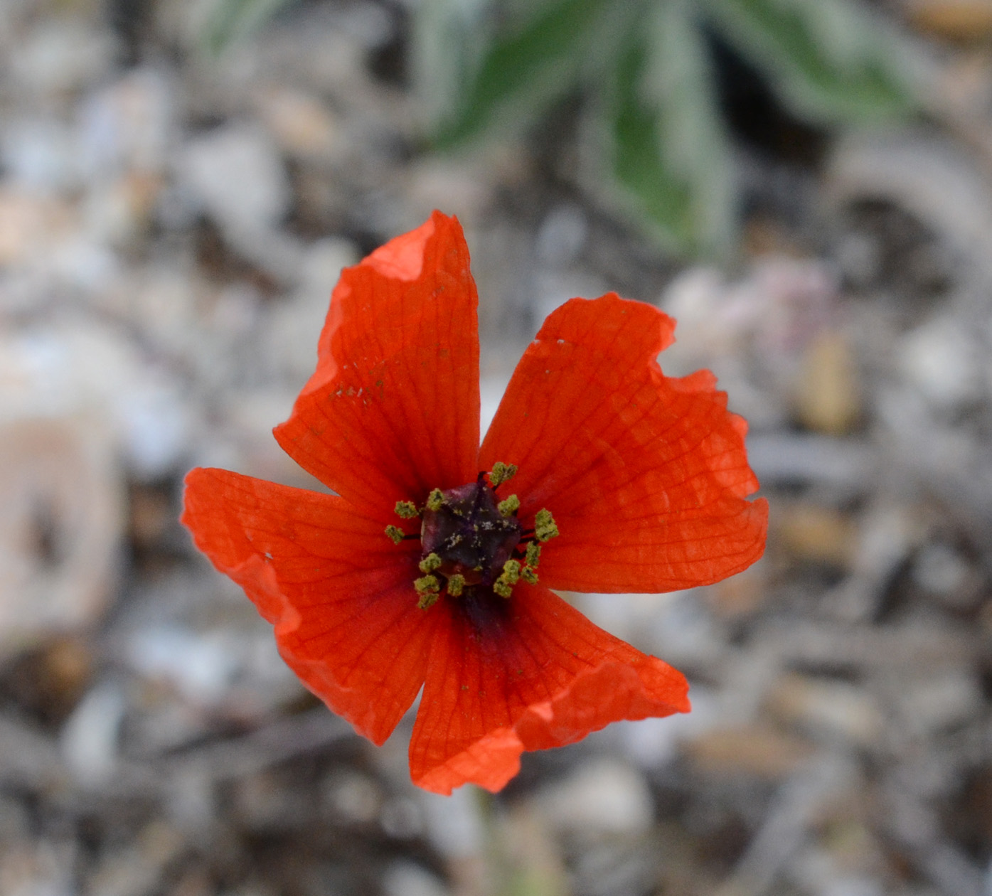 Image of Papaver laevigatum specimen.