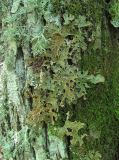 Lobaria pulmonaria. Талломы. Краснодарский край, Абинский р-н, окр. пос. Новый, широколиственный лес, на стволе. 13.06.2017.