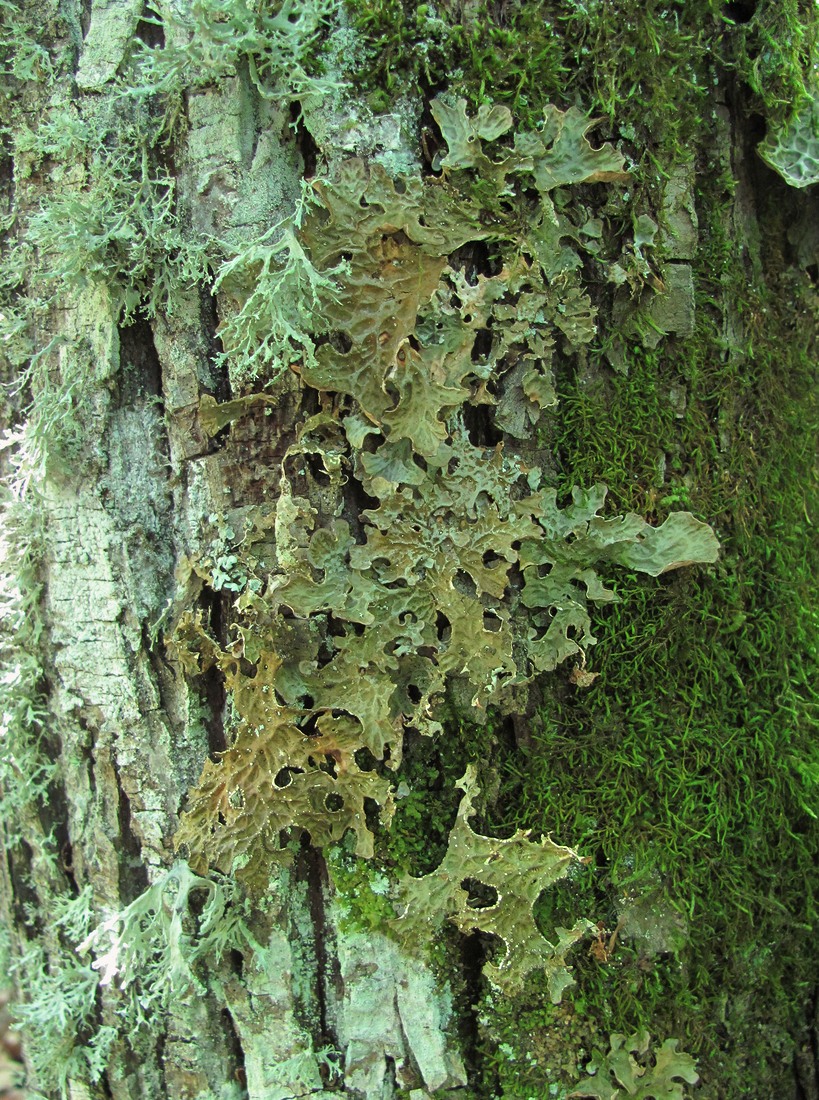 Image of Lobaria pulmonaria specimen.