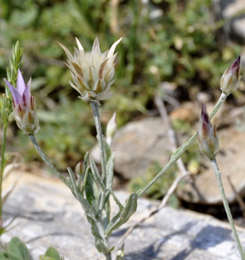 Изображение особи Xeranthemum inapertum.