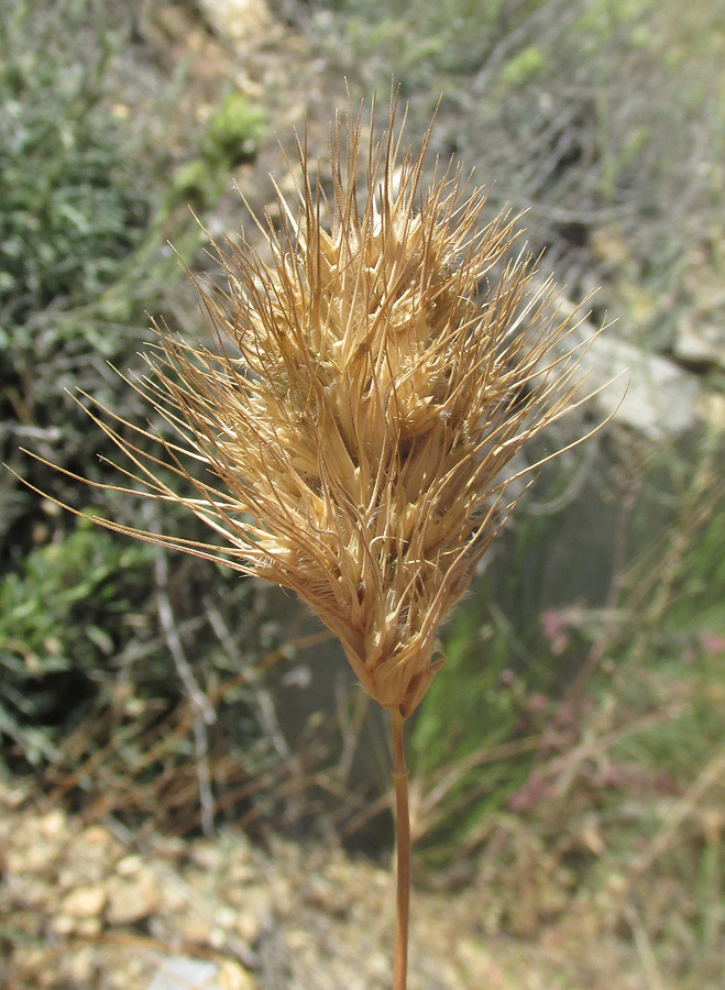 Image of Dasypyrum villosum specimen.