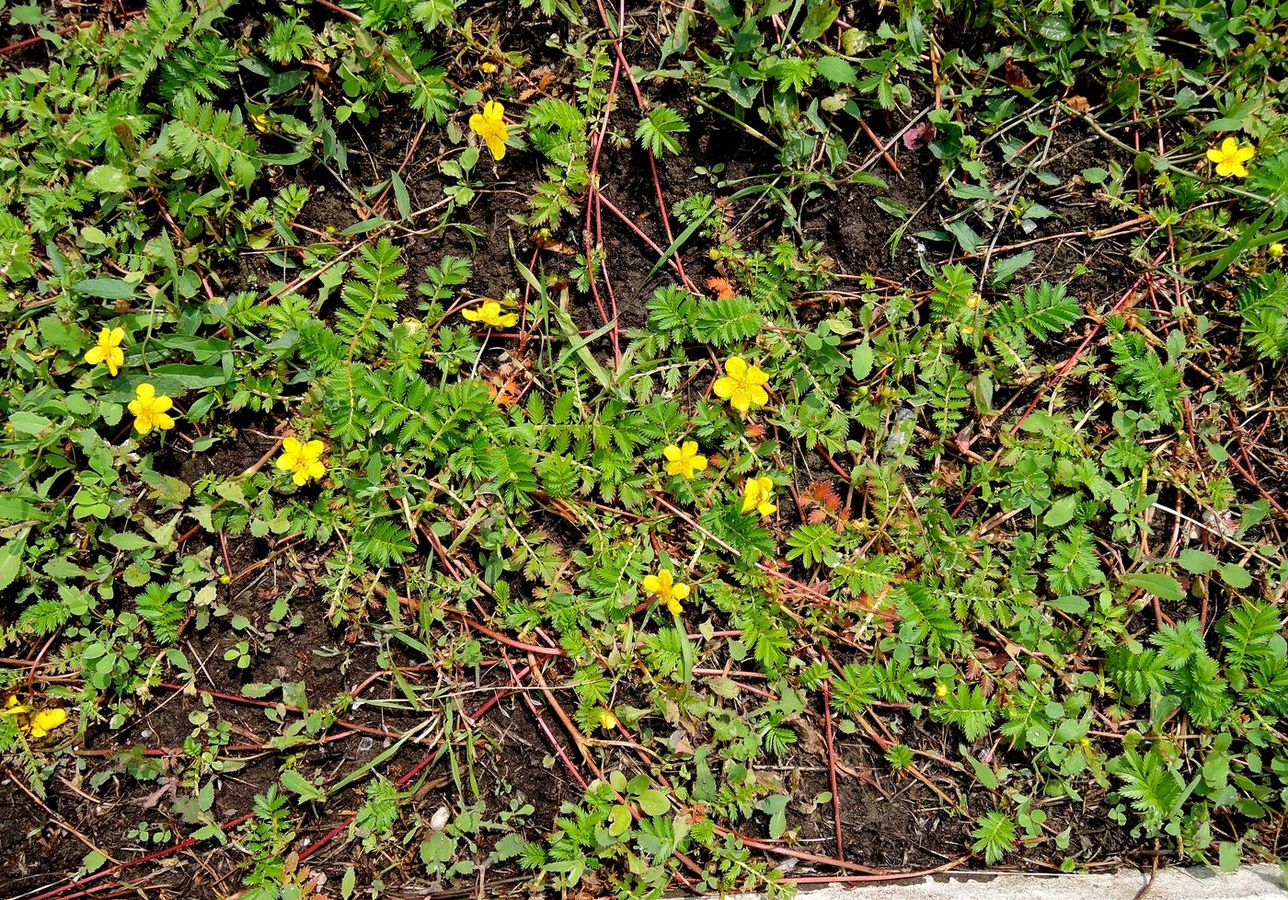 Image of Potentilla anserina specimen.