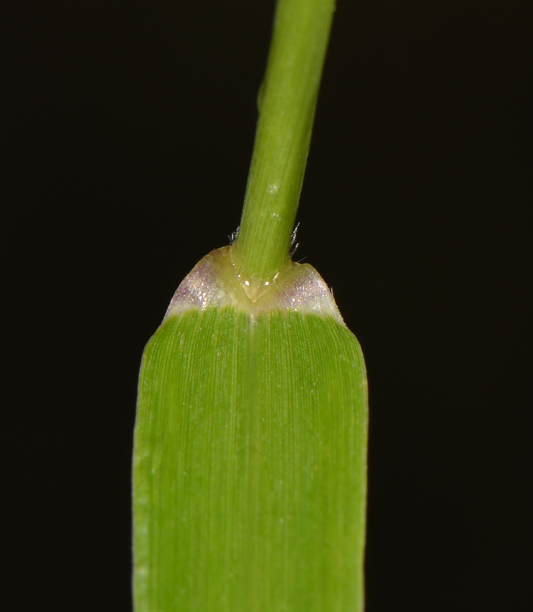 Изображение особи Cenchrus echinatus.