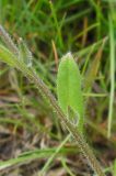 Myosotis micrantha