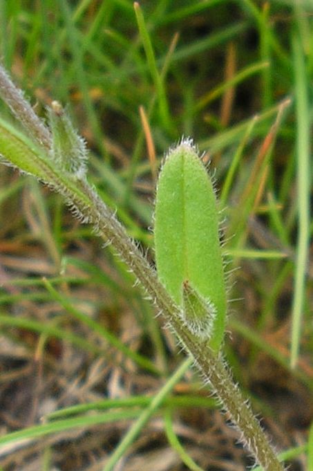 Image of Myosotis micrantha specimen.