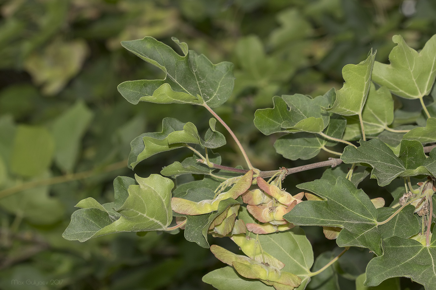 Image of Acer campestre specimen.