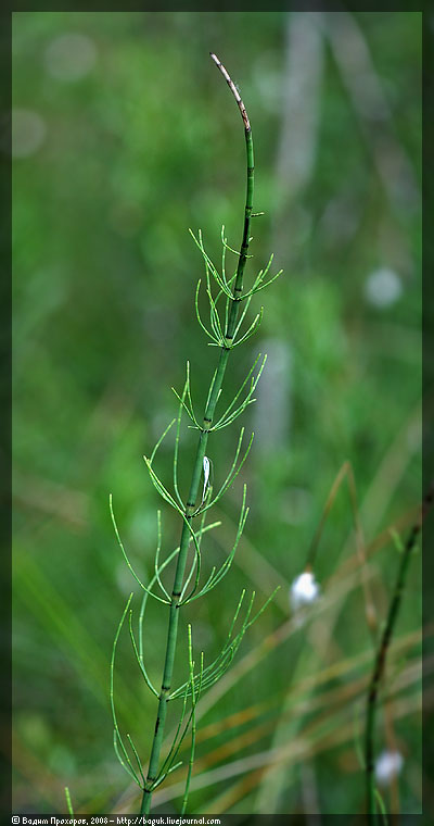 Изображение особи Equisetum fluviatile.