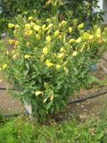 Oenothera macrocarpa