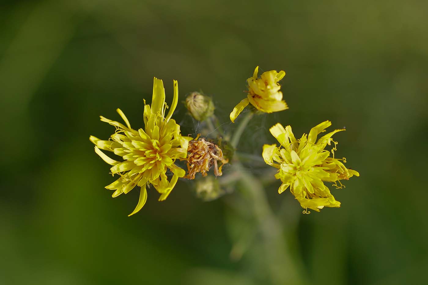 Изображение особи Hieracium umbellatum.