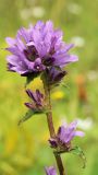 Campanula glomerata