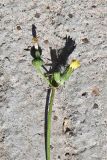 Sonchus oleraceus