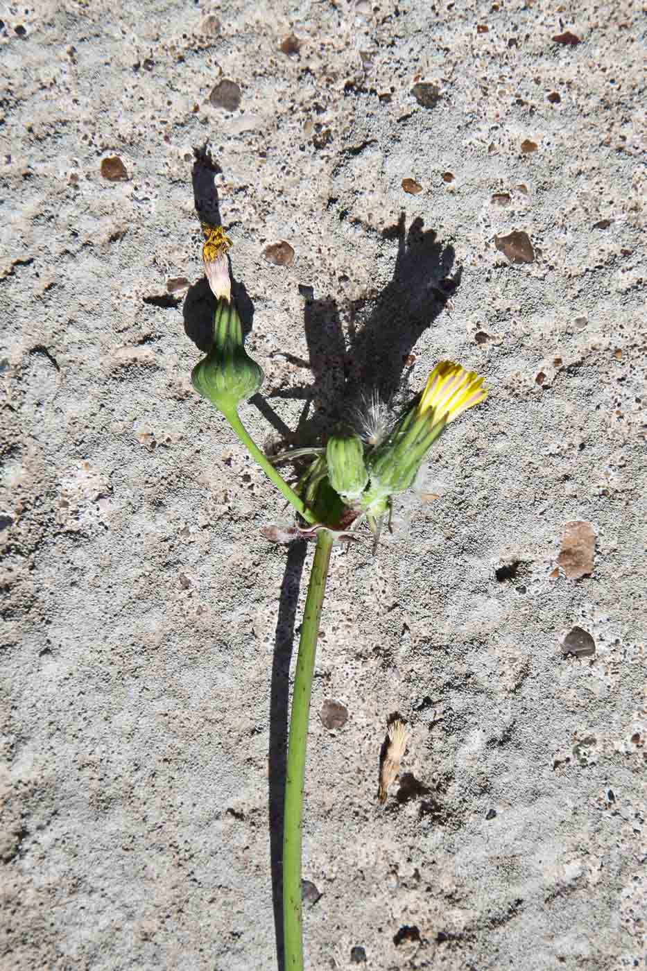 Изображение особи Sonchus oleraceus.