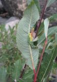 Image of taxon representative. Author is Геннадий Окатов