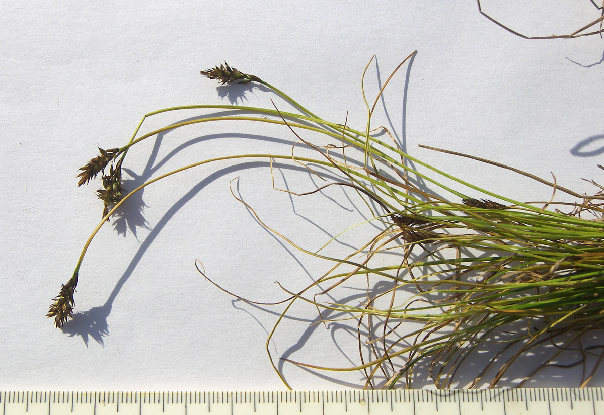 Изображение особи Carex micropodioides.