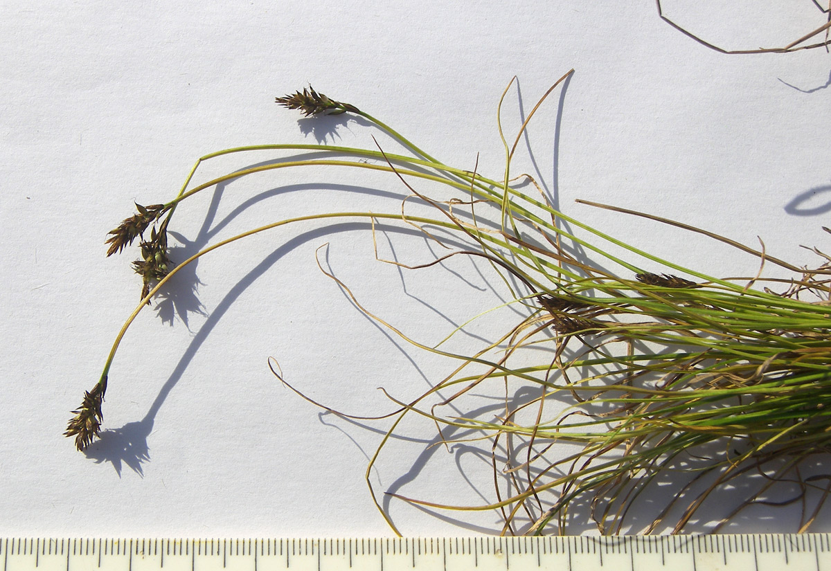 Image of Carex micropodioides specimen.