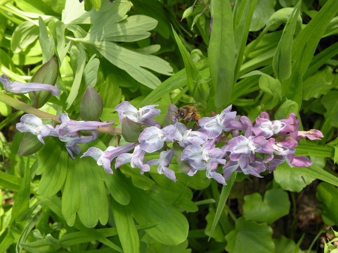 Image of Corydalis cava specimen.