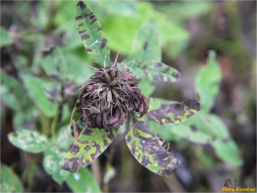 Изображение особи Trifolium pratense.