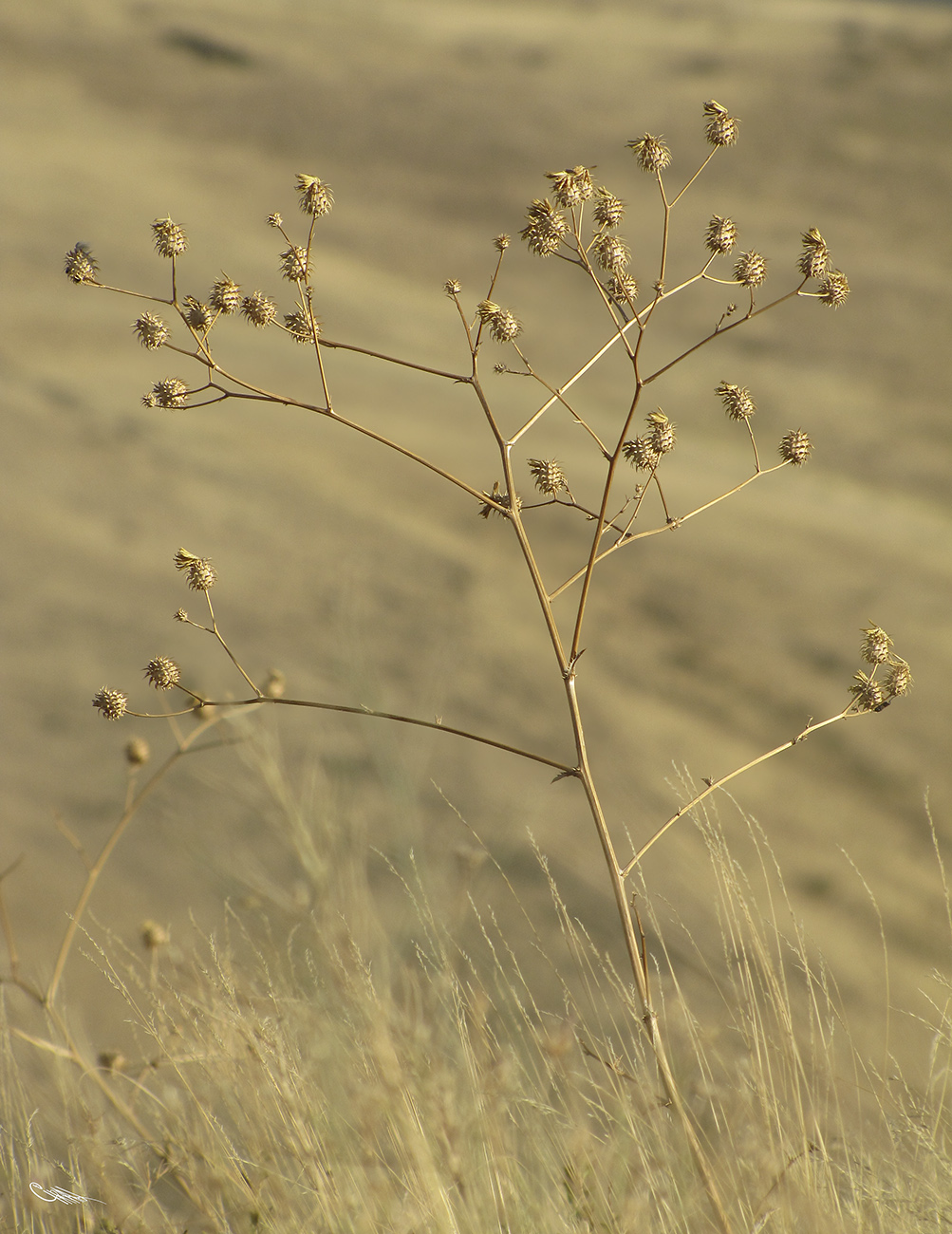 Image of Cousinia karatavica specimen.